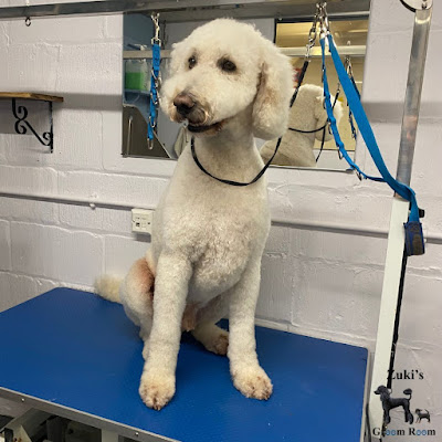 Zukiï¿½s Groom Room