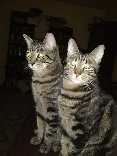 Pet Store «Petland Discounts - Parkchester», reviews and photos, 1949 Westchester Ave, Bronx, NY 10462, USA