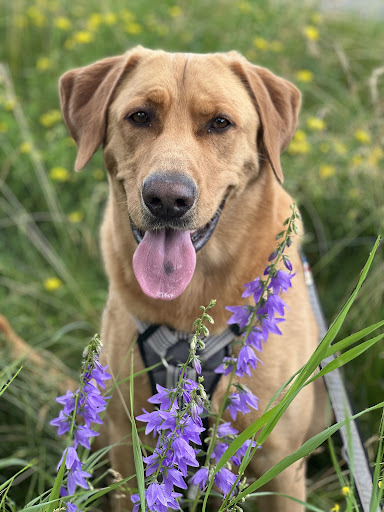 Arrowhead Animal Clinic image