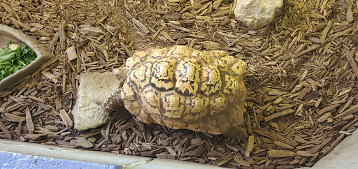 Pet Store «Tye-Dyed Iguana - Reptiles», reviews and photos, 1905 W U.S. 50, Fairview Heights, IL 62208, USA