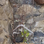 Photo n°3 de l'avis de Miriam.o fait le 19/02/2023 à 17:26 sur le  L'Agrifoglio à San Fermo della Battaglia