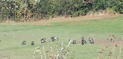 Golf Course «Chick Evans Golf Course», reviews and photos, 6145 Golf Rd, Morton Grove, IL 60053, USA