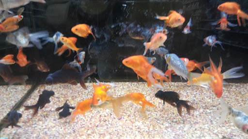 Gift Shop «Family Christian», reviews and photos, 129 Bleachery Blvd #1, Asheville, NC 28805, USA