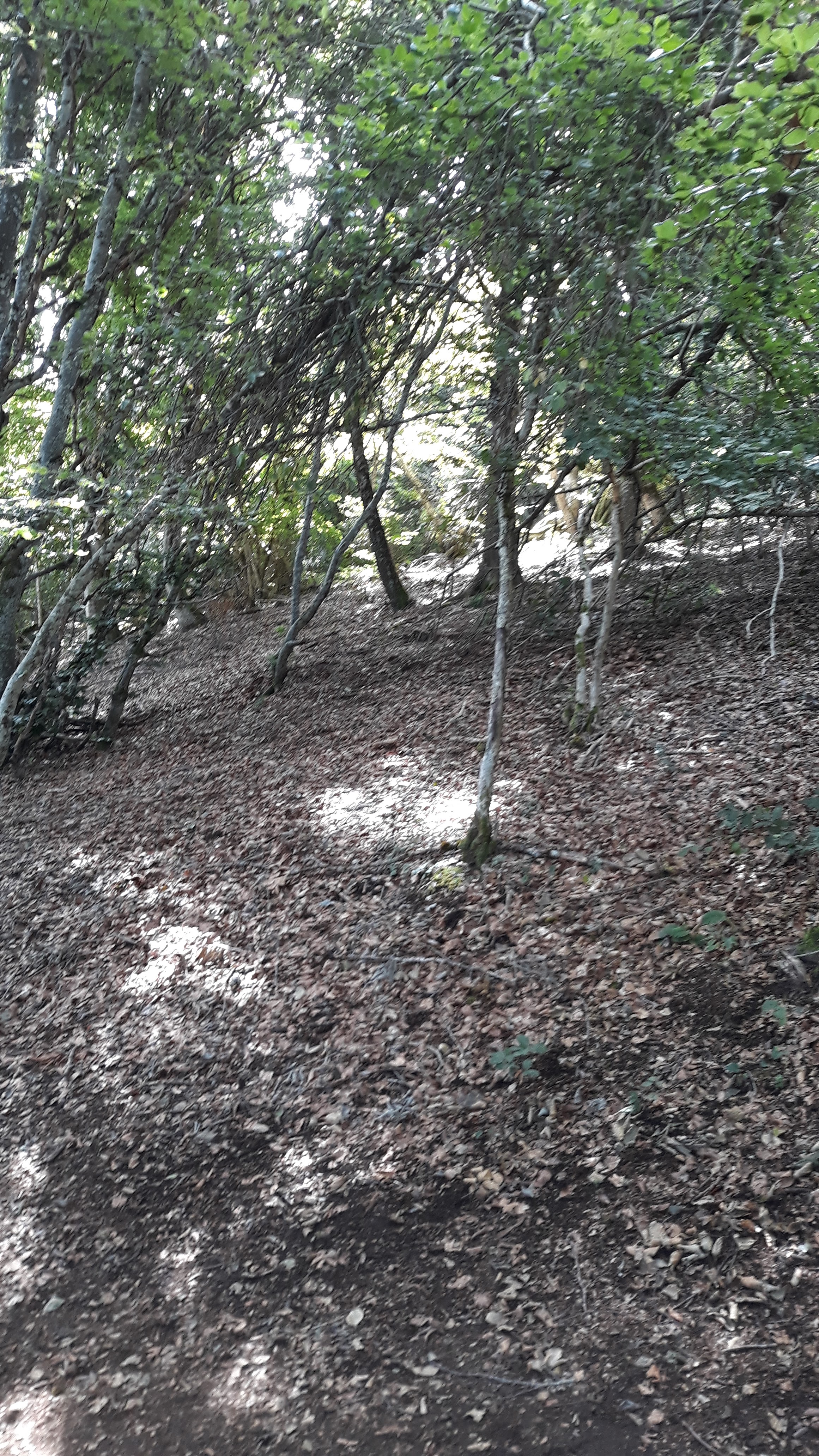 Photo n° 19 de l'avis de Mathis.l fait le 17/08/2019 à 07:13
