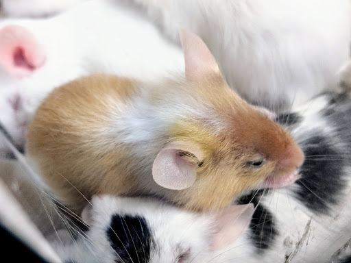 Pet Supply Store «Petco Animal Supplies», reviews and photos, 4915 E 41st St C, Tulsa, OK 74135, USA