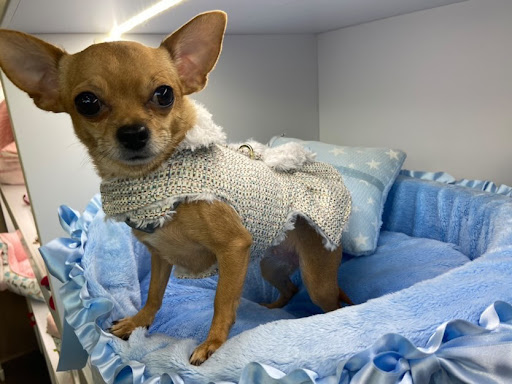 Veterizonia Center en Valencia