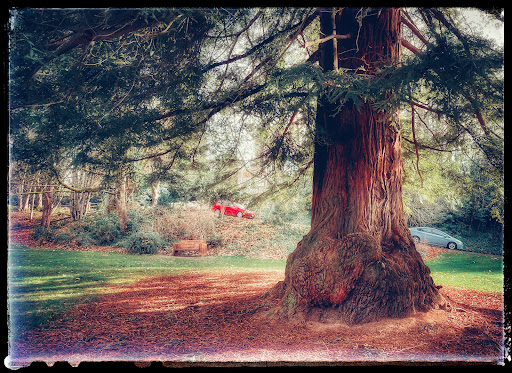 Park «Washburne Park», reviews and photos, E 21st Ave & Agate Street, Eugene, OR 97403, USA