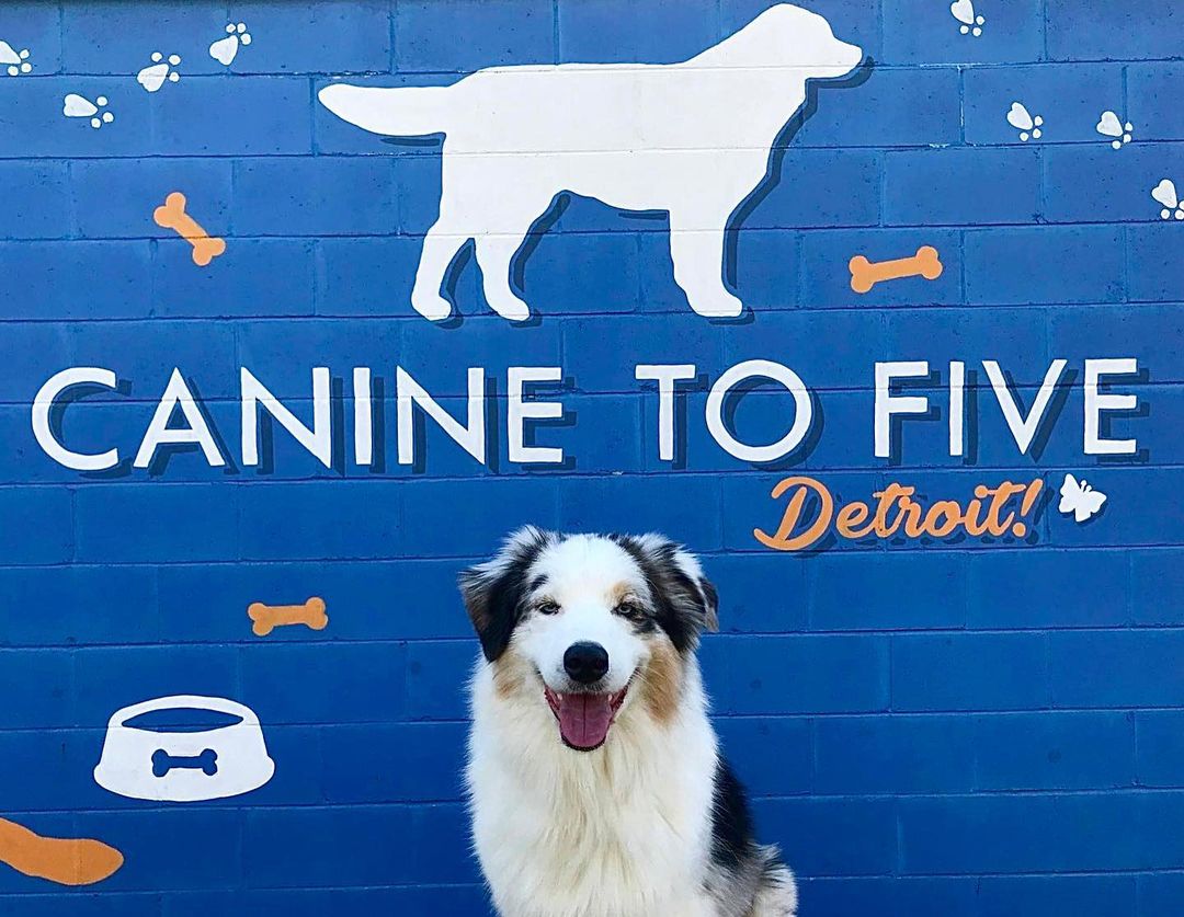 Canine To Five