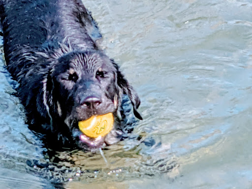 Pet Store «Lucky Pets», reviews and photos, 12246 42nd St NE, St Michael, MN 55376, USA