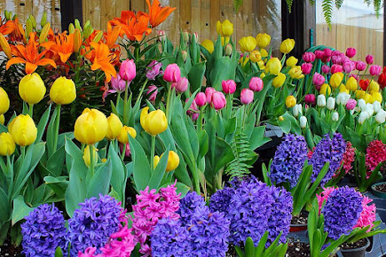 Pandy's Garden Center