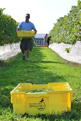 Winery «Dancing Dragonfly Winery», reviews and photos, 2013 120th Ave, St Croix Falls, WI 54024, USA