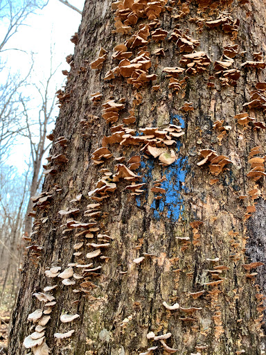 National Park «Wilderness Battlefield», reviews and photos, 35347 Constitution Hwy, Orange, VA 22160, USA