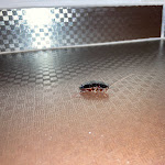 Photo n° 3 de l'avis de Vincent. fait le 20/06/2022 à 10:51 pour Les Appartements De Lina à La Grande-Motte