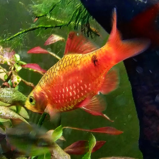 Tropical Fish Store «Tropi-Quatics Pet Center», reviews and photos, 337 S Main St, Lombard, IL 60148, USA