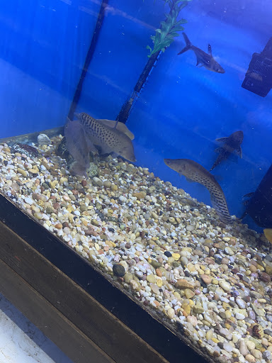 Pet Store «Jules Pet Shop», reviews and photos, 2214 N Milwaukee Ave, Chicago, IL 60647, USA