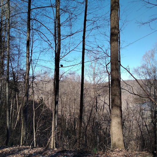 Marina «Mitchell Creek Marina», reviews and photos, 1260 Livingston Boat Dock Rd, Allons, TN 38541, USA