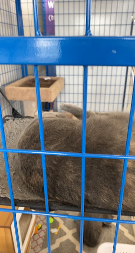 Pet Supply Store «Chow Hound Pet Supplies», reviews and photos, 5811 Byron Center Ave SW, Wyoming, MI 49519, USA