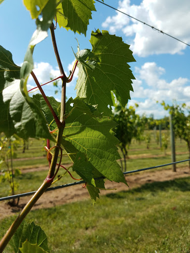 Winery «River Bend Vineyard & Winery», reviews and photos, 10439 33rd Ave, Chippewa Falls, WI 54729, USA