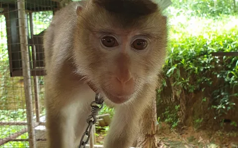 Phuket Monkey Show image
