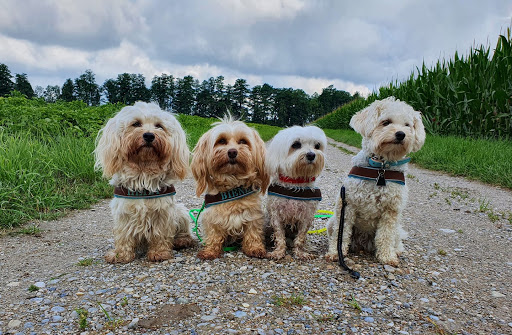 Minis - Betreuung für kleine Hunde