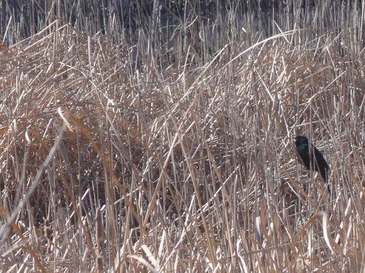 Nature Preserve «Gateway Lakes Natural Area», reviews and photos, 28th Street, Greeley, CO 80634, USA