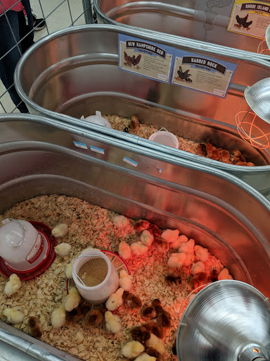 Home Improvement Store «Tractor Supply Co.», reviews and photos, 1803 James L Redman Pkwy, Plant City, FL 33563, USA