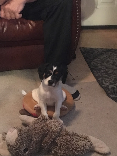 Pet Supply Store «Pet Supplies Plus», reviews and photos, 6030 S Pennsylvania Ave, Lansing, MI 48911, USA