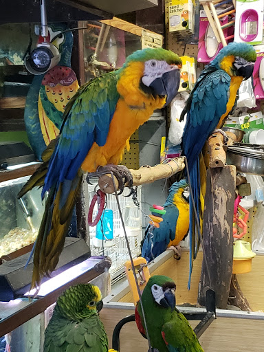 Pet Supply Store «E & N Pet Paradise Shop», reviews and photos, 289 E Gun Hill Rd, Bronx, NY 10467, USA