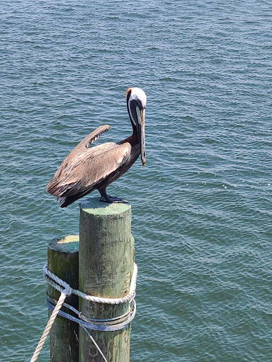 Tourist Attraction «Sea Dragon Pirate Cruise», reviews and photos, 5325 N Lagoon Dr, Panama City, FL 32408, USA