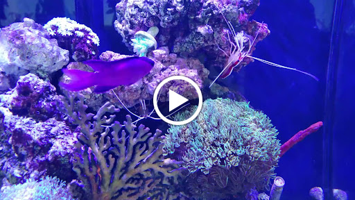 Tropical Fish Store «Trop Aquarium», reviews and photos, 3125 E Tropicana Ave D, Las Vegas, NV 89121, USA