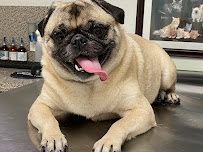 Lakes Dog Boarding - Photo 4 - Car repair in Miami Lakes, FL, Hialeah