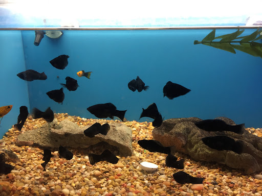 Pet Supply Store «PetSmart», reviews and photos, 420 Home Dr, Pittsburgh, PA 15275, USA