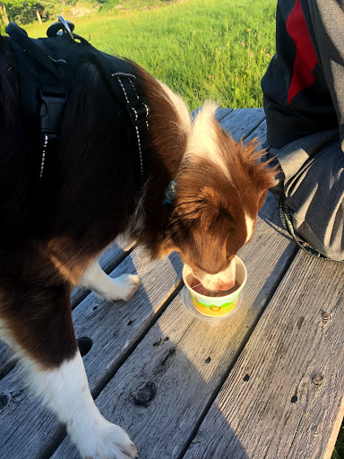 Ice Cream Shop «Pugnuts Ice Cream Shop», reviews and photos, 1276 ME-172, Surry, ME 04684, USA