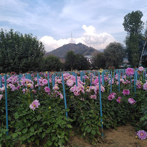 Department Of Floriculture Kashmir photo