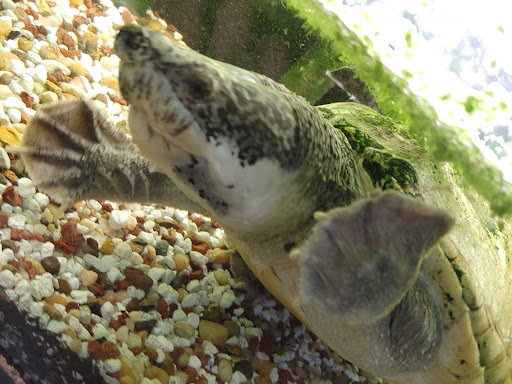 Pet Store «Pets Plus-Reptiles & Exotic», reviews and photos, 421 West Ave, Lockport, NY 14094, USA