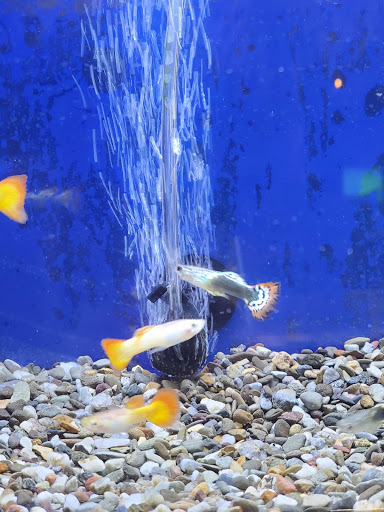 Pet Store «Everything Pet», reviews and photos, 3616 N Fry Rd, Katy, TX 77449, USA