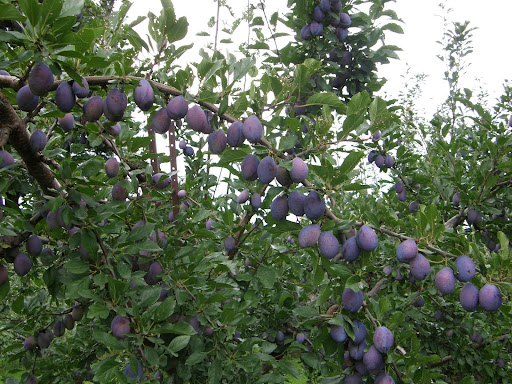 Blue Hills Orchard