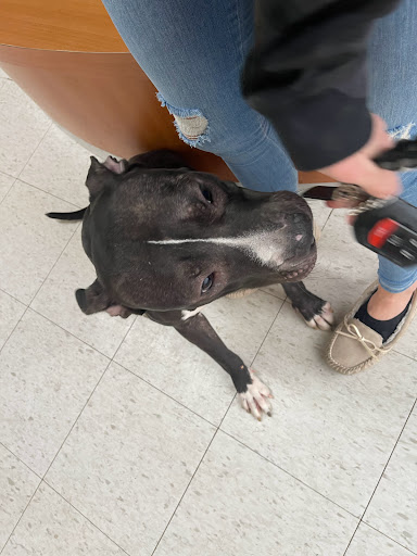 Pet Store «Pets Plus - Quakertown», reviews and photos, 117 S West End Blvd, Quakertown, PA 18951, USA