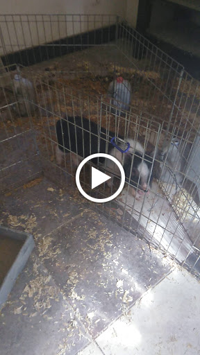 Reptile Store «An Exotic Reptile Pet Shop», reviews and photos, 3115 N 1st Ave, Tucson, AZ 85719, USA