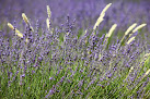 French Holidays in Provence - Mont Ventoux Mazan