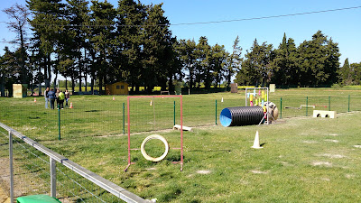 Saint Sat Club Canin à Saint-Saturnin-lès-Avignon