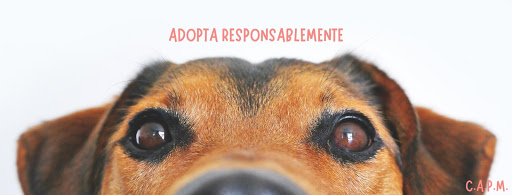 Servicio de adopción de mascotas Nezahualcóyotl