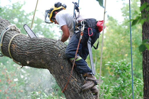 Frisco Tree Service & Stump Grinding