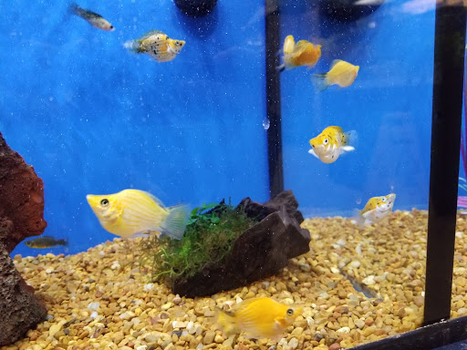 Pet Supply Store «Petco Animal Supplies», reviews and photos, 157-20 Cross Bay Blvd, Howard Beach, NY 11414, USA