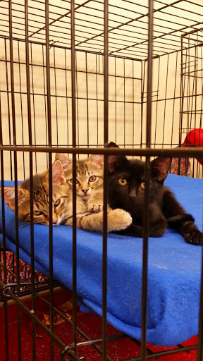 Pet Supply Store «Petco Animal Supplies», reviews and photos, 2358 S Range Ave, Denham Springs, LA 70726, USA