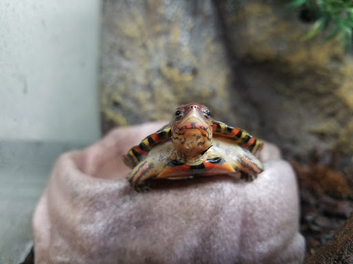 Reptile Store «MOC Reptiles», reviews and photos, 643 NE 125th St, North Miami, FL 33161, USA