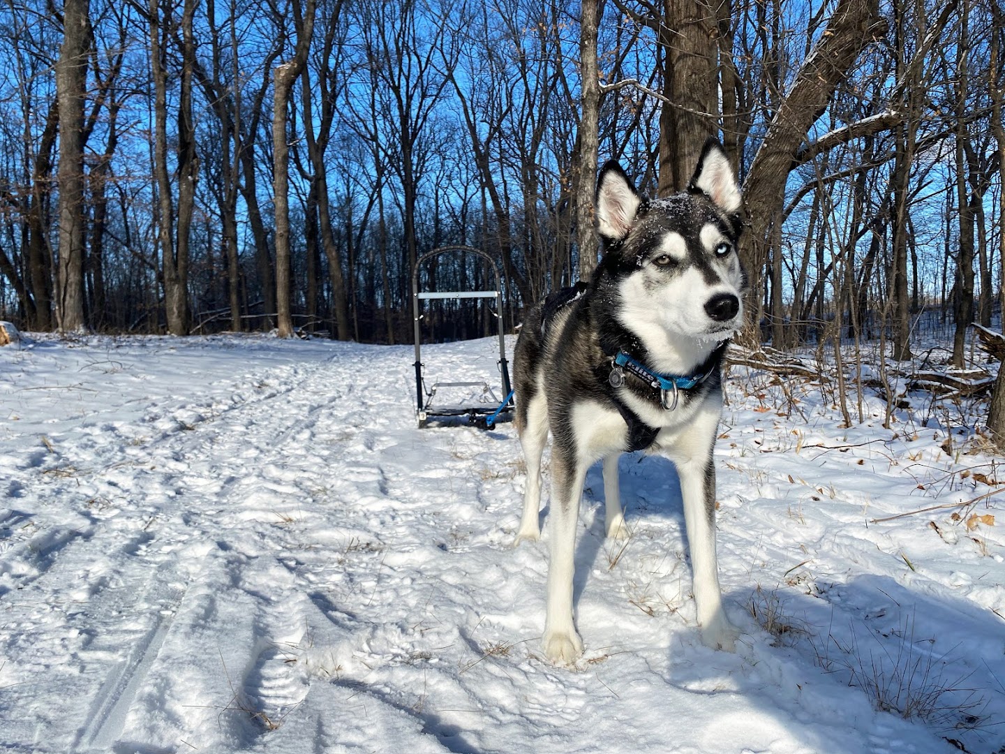 Bold North Dog Training