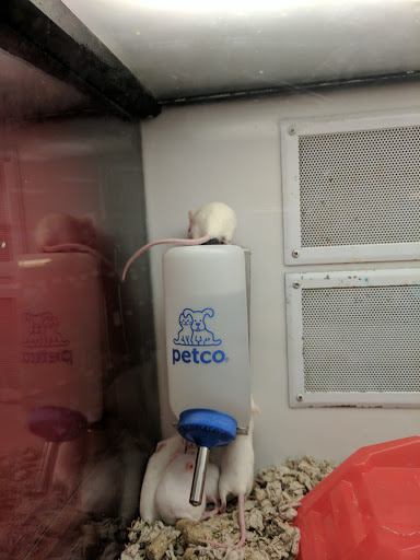 Pet Supply Store «Petco Animal Supplies», reviews and photos, 92 Cluff Crossing Rd, Salem, NH 03079, USA