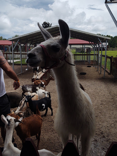 Zoo «Petting zoo Ocala», reviews and photos, 11150 FL-40, Ocala, FL 34482, USA