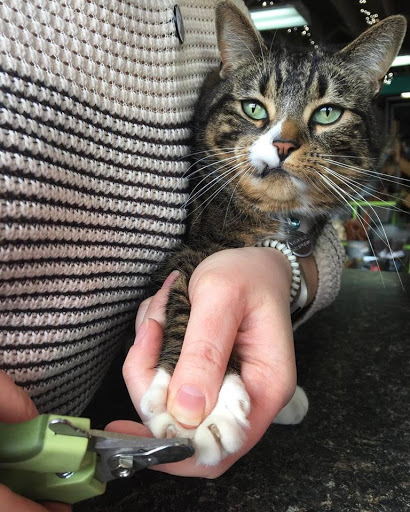 Pet Supply Store «Urban Tails Pet Supply», reviews and photos, 2106 Lyndale Ave S, Minneapolis, MN 55405, USA